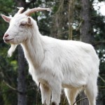 goat