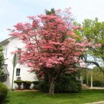 dogwood-tree1
