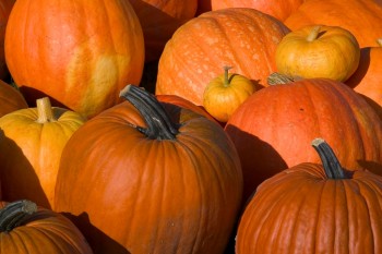 Pumpkins! YESSSS!