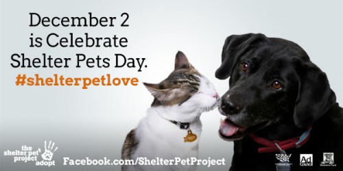 shelterpetdec2image2