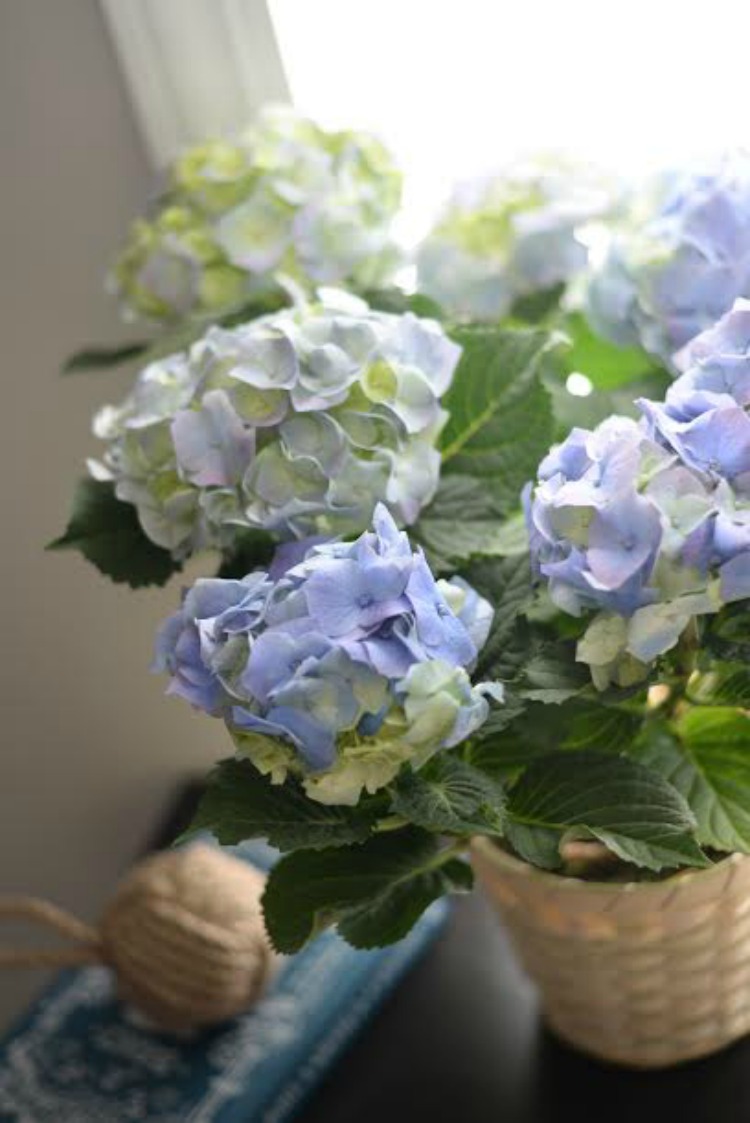 Mother's Day Bouquets from ProFlowers
